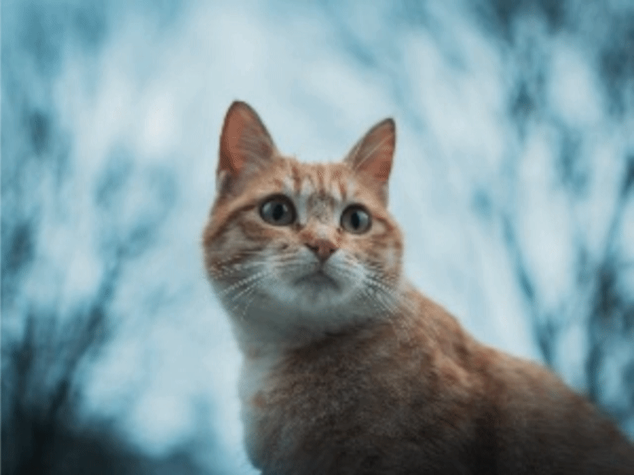 AI Fix Blurry Image – Turn Blurry Photos into HD with AI Tools